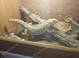 Bearded dragon and tank