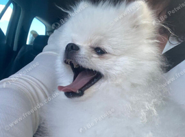 Beautiful White Pomeranian Boy