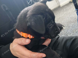 Mali pups