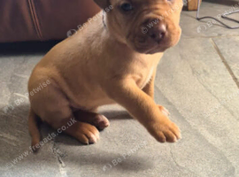 Dogue de bordeaux pups