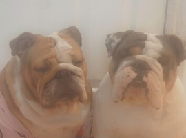 NEED REHOMING TOGETHER WILL NOT SEPARATE