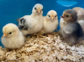 Pekin bantam chicks
