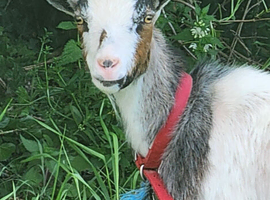 Pygmy nanny goat