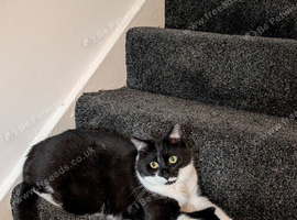 Loving girl in need of a 5 star home