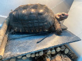 Male Red foot