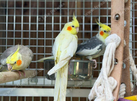 Cocktail parrot