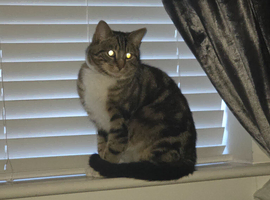 Jasper 1 year old