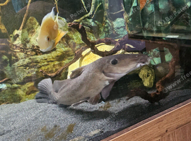 Giraffe catfish