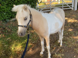 Beautiful lemon and white miniature horse gelding