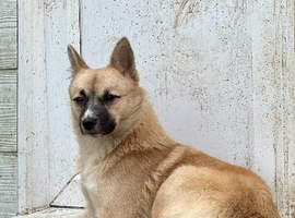 Need to find my girl a forever home