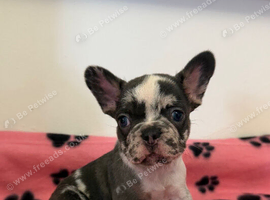 K.c French bulldog