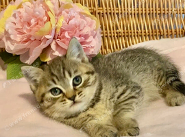 BEAUTIFUL VERY CHUNKY BSH BOY (READY NOW)