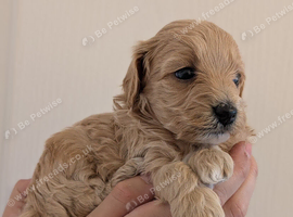 LAST F1 Apricot & Cream Maltipoo Puppies