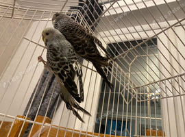 Black wing /face budgies breeding pair