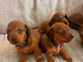 Miniature dachshund