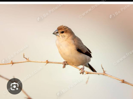 Birds in Stoke-on-Trent