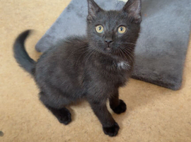 Male kitten