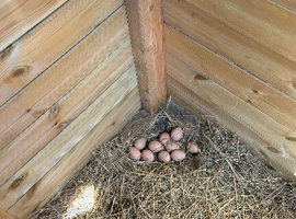 Silver pheasants eggs