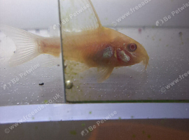 Longfin Albino Corydoras 3cm