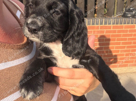 Cocker spaniel pups for sale