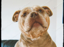 forever home required