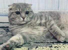 Scottish fold kitten