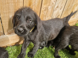 Giant schnauzer x Labrador puppys