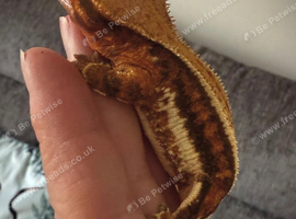 Young adult crested geckos