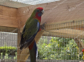 Male rosella