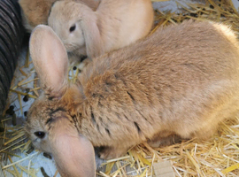 Baby rabbits for sale