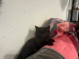 Fluffy black kitten