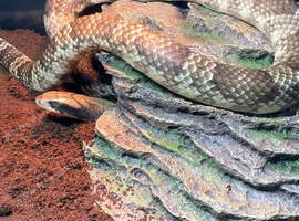 FALSE WATER COBRA