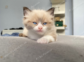 Ready now ! Ragdoll kitten