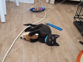2 BOYS LEFT!..READY NOW 6 KITTENS!!