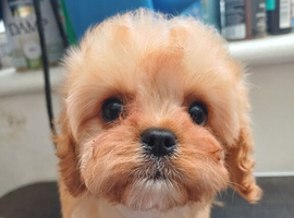 1 female apricot Cavapoo puppy.