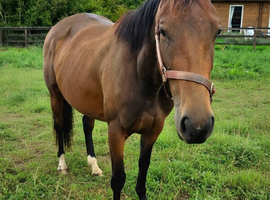 Lovely 2yr filly