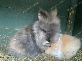 Lioneheads rabbits females in Sheffield