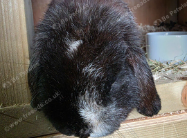 Mini lop boy available