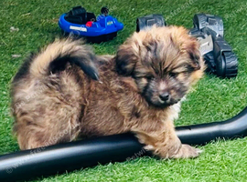 Shetland sheepdog cross Shih Tzu puppies
