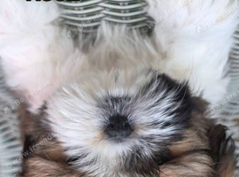 Shih tzu girl