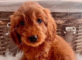 JUST 3 REMAINING STUNNING COCKAPOO PUPPIES