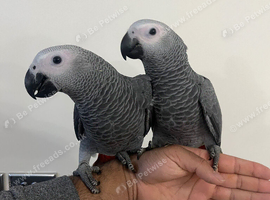 Male Baby Handreared Tame African Grey Parrot,30