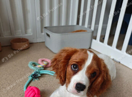 15 week KC Cavalier fully vaccinated