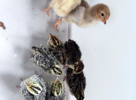 Quail chicks