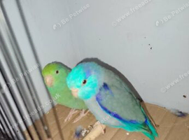 Male parrot for sale
