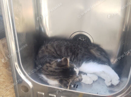 3 beautiful kittens 13 wks old 2 boys black 1 fluffy girl