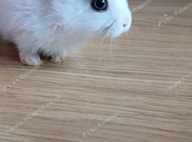 Rabbit kits