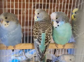 Lovely budgies