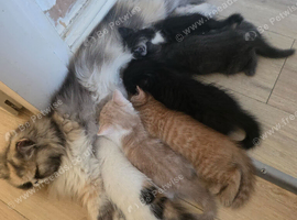 Beautiful Persian Cross Kittens Looking for Loving Homes