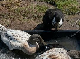 Abacot Ranger Ducks